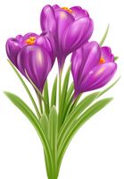 a spring crocus 